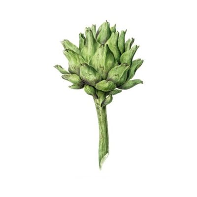 Alcachofa (entera, hojas, corazón)