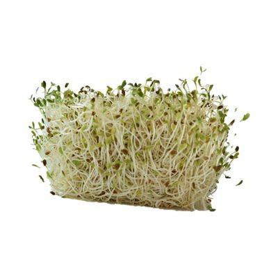 Alfalfa
