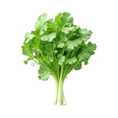 Cilantro / Culantro