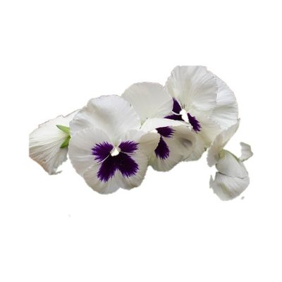 Flores comestibles