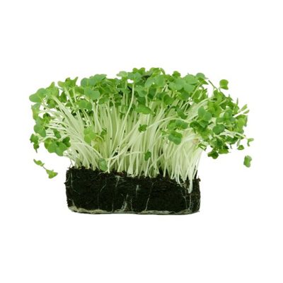 Germinados