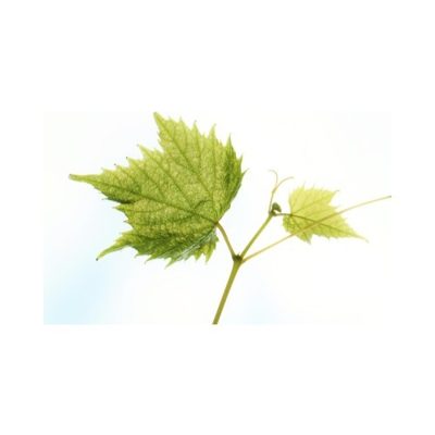 Hojas de Parra