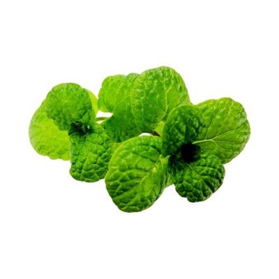 Menta / Hierbabuena